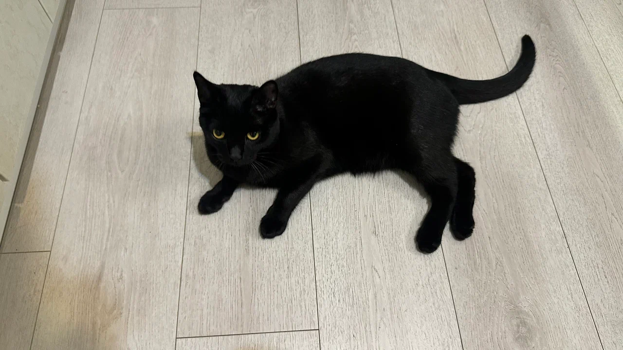 Кот черного цвета на ламинате Stone Floor